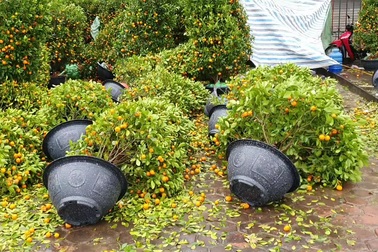 Quất đào đổ rạp, người buôn mất Tết.