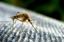 Biến đổi khí hậu kéo theo những căn bệnh truyền nhiễm khó lường