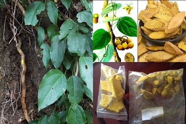 Dr.Eva – Ứng dụng đột phá công nghệ bào chế Nano Berberrine trong việc hỗ trợ điều trị viêm nhiễm phụ khoa