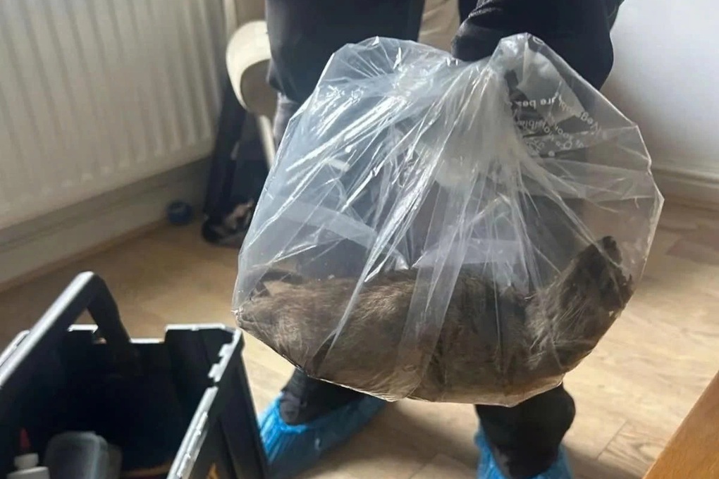 Phát hiện chuột khổng lồ dài 55cm trong nhà, cư dân hốt hoảng - 1 Phát hiện chuột khổng lồ dài 55cm trong nhà, cư dân hốt hoảng - 1