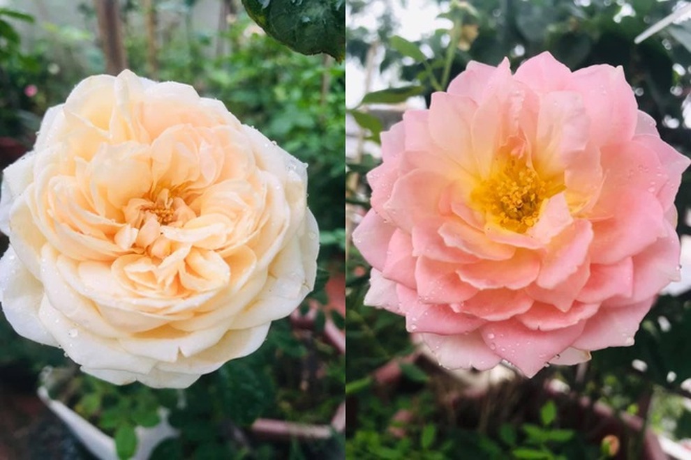 Những vườn hoa hồng tràn ngập hương sắc trên sân thượng của gia chủ Việt - 5 Những vườn hoa hồng tràn ngập hương sắc trên sân thượng của gia chủ Việt - 5