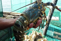 Mất mỗi ngày 10 triệu đồng vì tôm hùm bỗng dưng chết hàng loạt