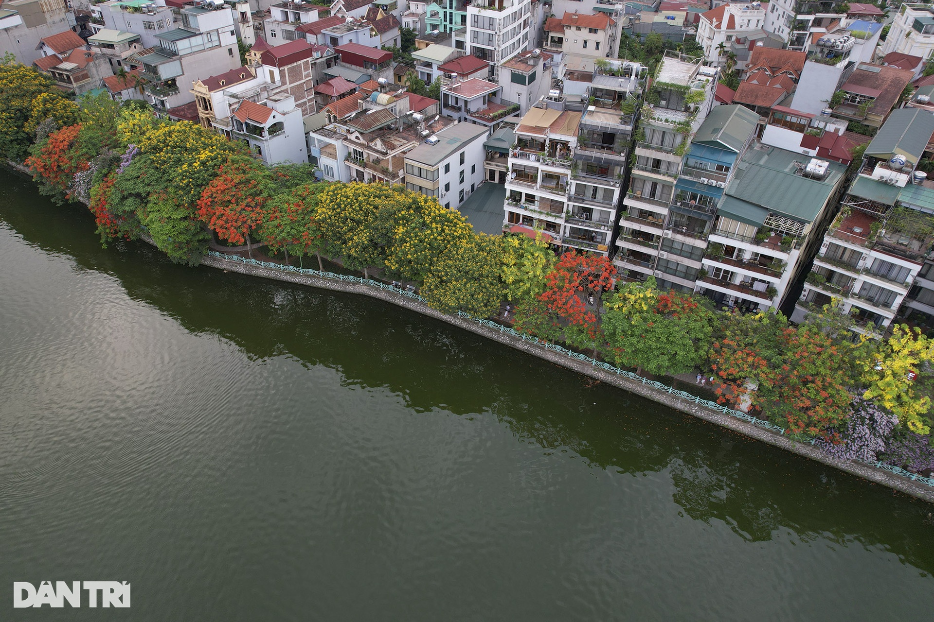 Hồ Tây rực rỡ trong mùa hoa đa sắc màu - 1