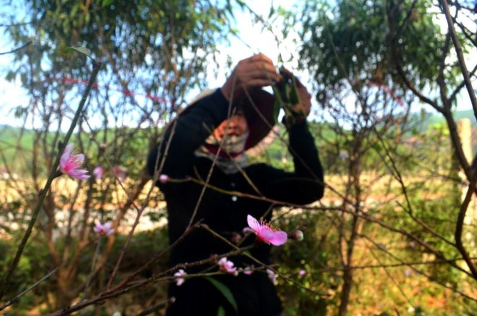 Người trồng đào tuốt lá, tỉa cành … thấp thỏm “ngóng” thời tiết - 1