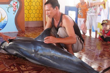 Cá voi nặng gần 100kg dạt vào bờ