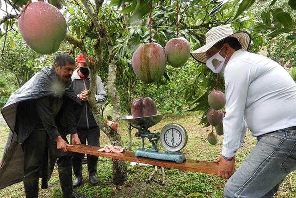 Vợ chồng nông dân thu trái xoài khủng 4,25kg lập kỷ lục thế giới - 2 Vợ chồng nông dân thu trái xoài khủng 4,25kg lập kỷ lục thế giới - 2
