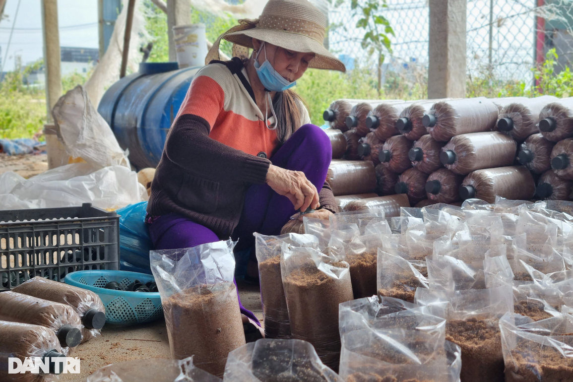 Trồng nấm bào ngư xám, lão nông khấm khá nhờ xuất tới... một tạ/ngày - 5 Trồng nấm bào ngư xám, lão nông khấm khá nhờ xuất tới... một tạ/ngày - 5
