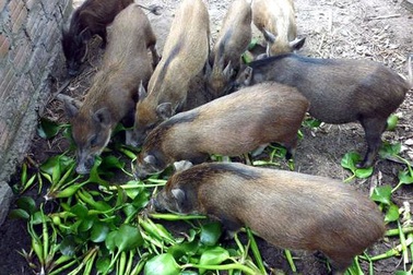 Xem xét tuýt còi quy định “bèo tây, rau chuối không được cho lợn ăn”