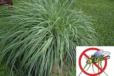 4 loại cây dễ trồng khiến muỗi “kinh sợ”