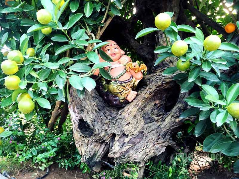 Thân cây xác khô đẻ trăm quả vàng, đại gia rút tiền mua chơi Tết sớm - 3 Thân cây xác khô đẻ trăm quả vàng, đại gia rút tiền mua chơi Tết sớm - 3