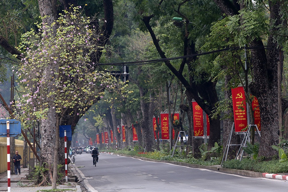 Hoa ban phủ tím góc trời Hà Nội - 9 Hoa ban phủ tím góc trời Hà Nội - 9