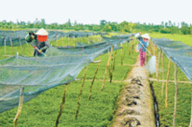 Thí nghiệm “thần dược” siêu tăng trưởng cho rau xanh