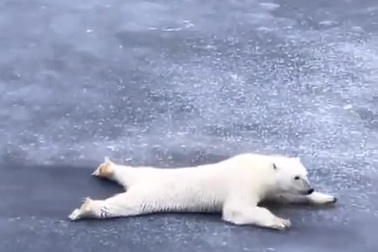 Bật cười với cách gấu Bắc Cực vượt qua lớp băng mỏng