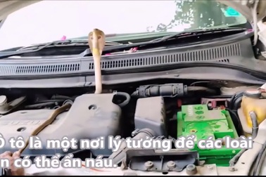 Rắn hổ mang cực độc ẩn mình trong khoang máy xe taxi