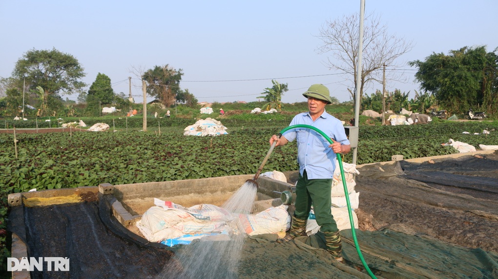 Nhân giống húng Láng quý hiếm, cả làng xây nhà lầu, sắm xế hộp - 5 Nhân giống húng Láng quý hiếm, cả làng xây nhà lầu, sắm xế hộp - 5