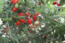 Hà Nội: Quanh năm ăn rau quả sạch trồng trong... thùng xốp