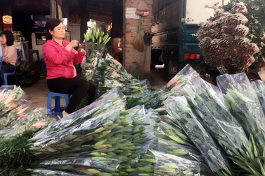 Hoa trúng Tết, nhà vườn dự thu bạc tỷ