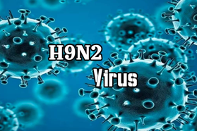 Bệnh cúm gia cầm A(H9) nguy hiểm như thế nào?
