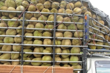 Thái Lan lo sầu riêng bị ùn ứ vì chính sách chống Covid-19 của Trung Quốc