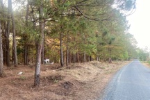 Bắt giữ thanh niên hiếp dâm bé gái 14 tuổi ở rừng thông