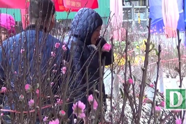 Chợ hoa Hà Nội đã có đào Nhật Tân bán sớm