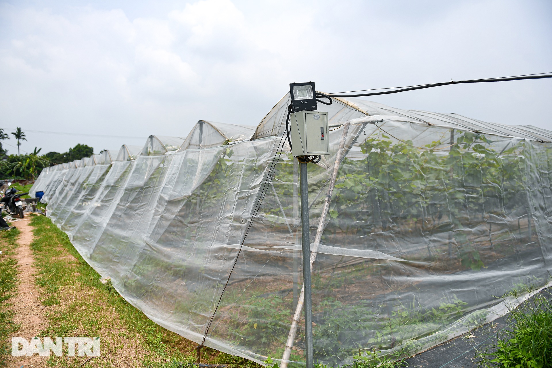 9X Hà Nội cầm 10 triệu đồng, liều lĩnh trồng nho không hạt thu lời tiền tỷ - 6 9X Hà Nội cầm 10 triệu đồng, liều lĩnh trồng nho không hạt thu lời tiền tỷ - 6