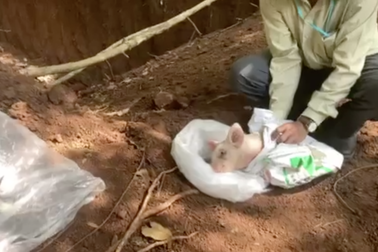 Lén lút chôn hơn 100 con heo chết trong rừng cao su