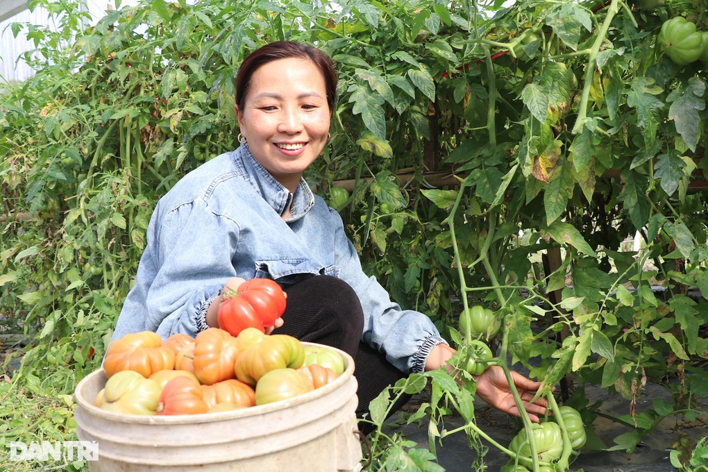 Thai ethnic woman earns half a billion dong each year thanks to... reckless blood - 1