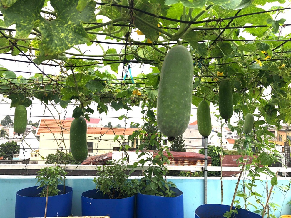 Bất ngờ với vườn rau trái đỉnh cao trên nóc nhà tại Đồng Nai - 13