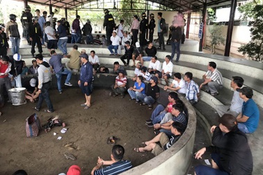 Vụ bắt trường gà gần 700 triệu: Khởi tố, bắt tạm giam 13 người