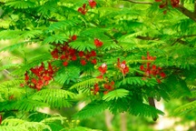 Lỗi đâu phải tại cây phượng... mà chặt vội