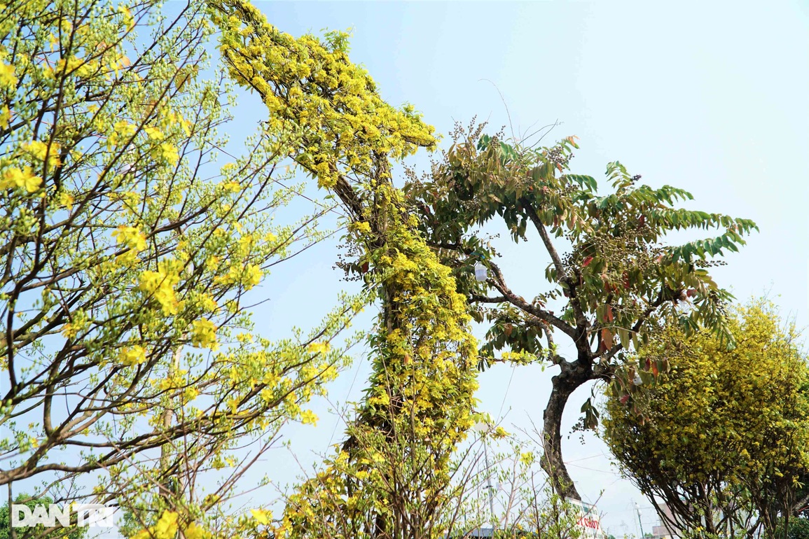 Cây mai xù có hình chữ S giá 2 tỷ đồng gây xôn xao - 4 Cây mai xù có hình chữ S giá 2 tỷ đồng gây xôn xao - 4