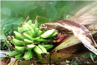 Cả làng xôn xao vì cây chuối "lạ"