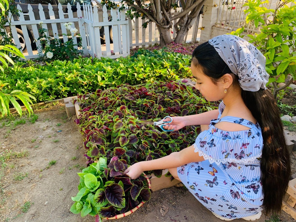 Mẹ Việt mát tay làm khu vườn trồng hàng chục loại cây ăn trái tại Mỹ - 9 Mẹ Việt mát tay làm khu vườn trồng hàng chục loại cây ăn trái tại Mỹ - 9