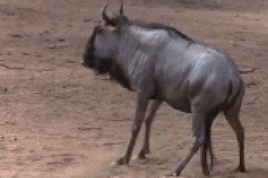 Chết cười clip động vật say rượu vì ăn trái cây chín lên men