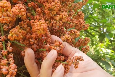 Phú Yên: Hoa đỏ đẹp ngỡ ngàng ở Cao nguyên Vân Hòa