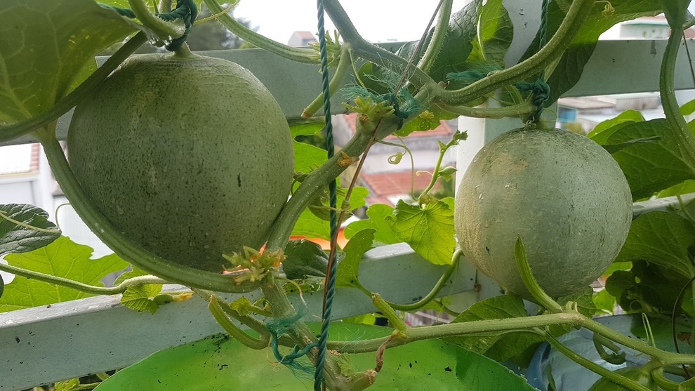 Nhóm bạn rủ nhau làm vườn sân thượng nhiều giống lạ, thu hoạch mỏi tay - 9