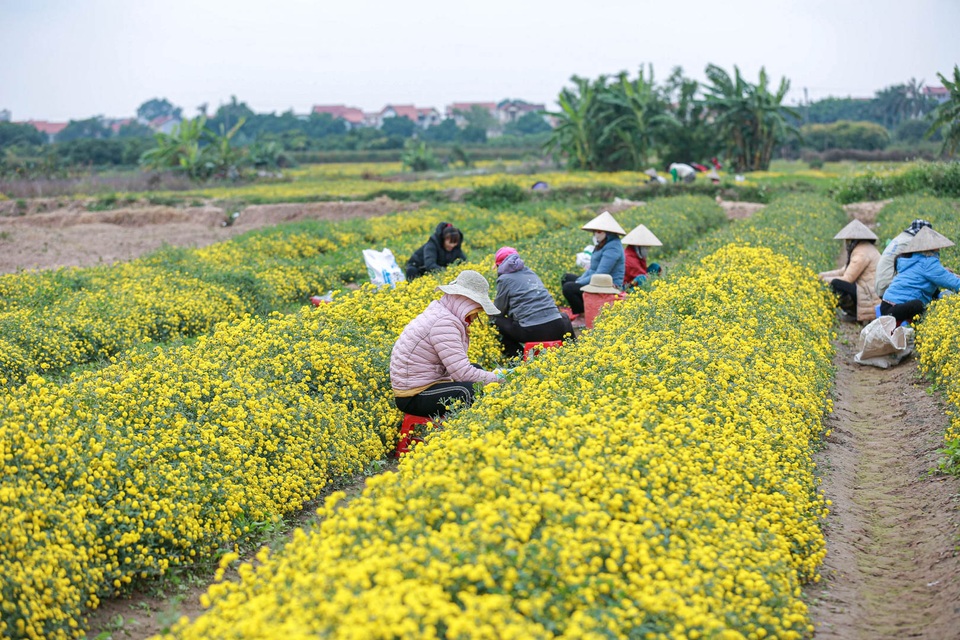 Làng Nghĩa Trai vàng óng vào mùa thu hoạch hoa cúc tiến vua - 4 Làng Nghĩa Trai vàng óng vào mùa thu hoạch hoa cúc tiến vua - 4