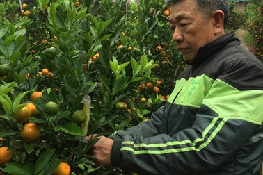 Nhiều làng hoa ở Hà Nội sẵn sàng cho vụ Tết Nguyên đán