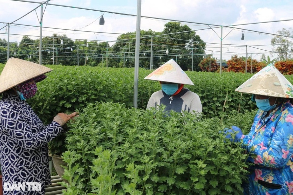 Lo dịch làm mất Tết, nông dân trồng hoa giảm diện tích và bán hoa sớm - 1 Lo dịch làm mất Tết, nông dân trồng hoa giảm diện tích và bán hoa sớm - 1