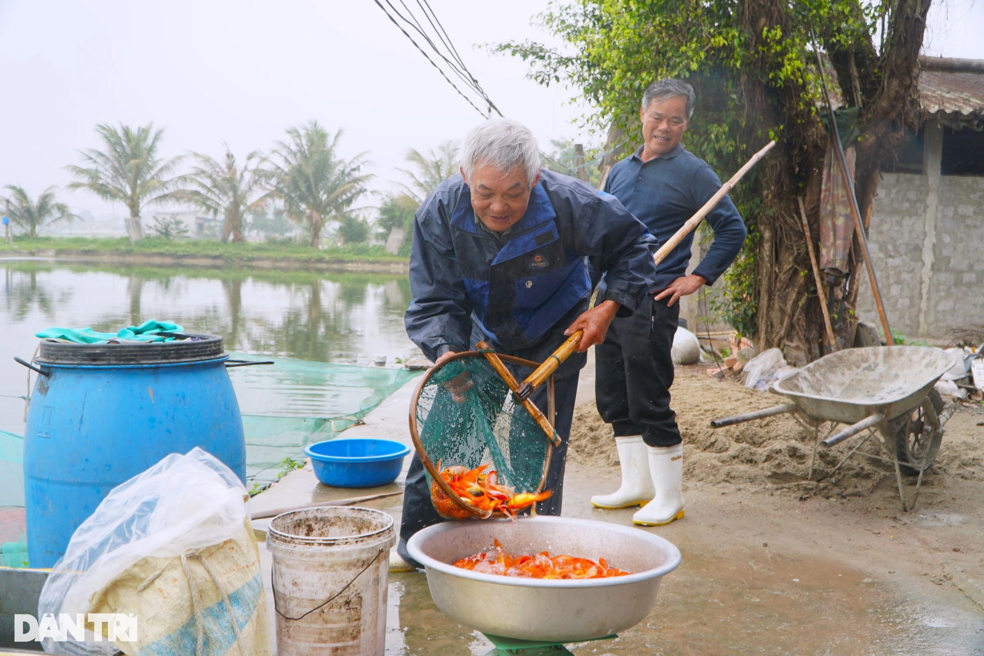 Dredging the lake to collect 3 tons of carp, earning hundreds of millions before Mr. Tao returns to heaven - 7