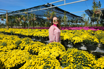 Cúc mâm xôi "cháy hàng", nông dân lãi 800 triệu đồng