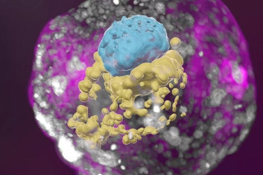 Lần đầu tiên tạo mô hình phôi người không cần trứng, tinh trùng