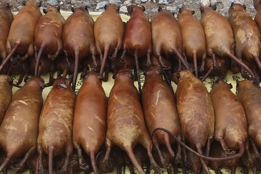 "Bão giá" chuột đồng trên chợ mạng, kẻ bán người mua tới tấp