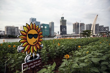 Công viên bờ sông Sài Gòn có vườn hoa hướng dương chính thức đón khách