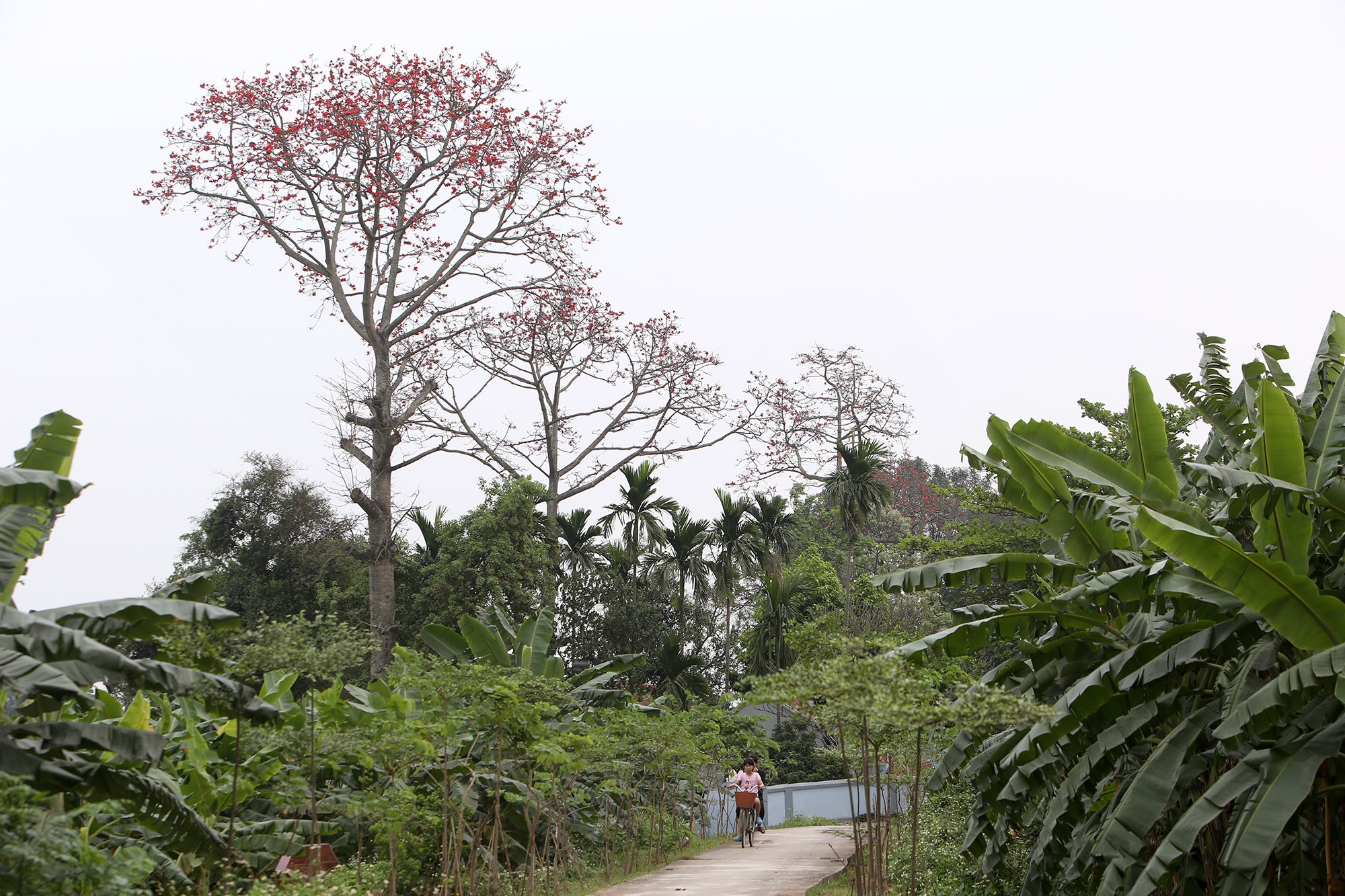Đẹp nao lòng hoa gạo nở đỏ rực góc trời Thủ đô - 7 Đẹp nao lòng hoa gạo nở đỏ rực góc trời Thủ đô - 7