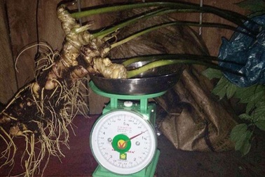 Đào được sâm Ngọc Linh củ bằng chiếc đũa, giá 500 triệu