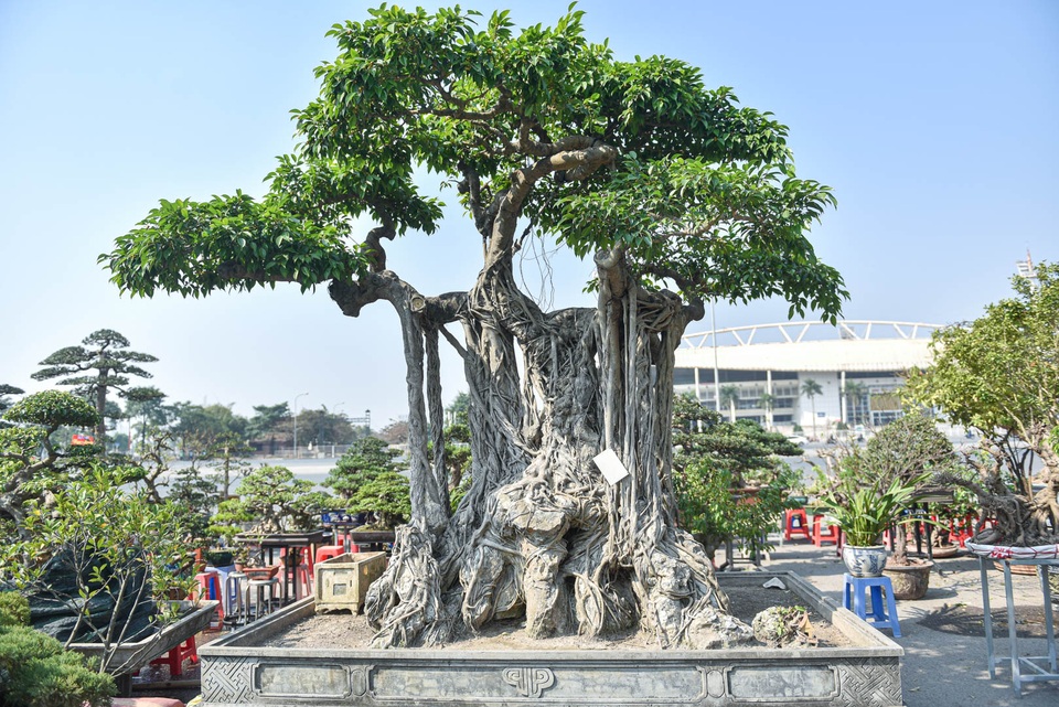 Cây sanh quê ôm đá giá 700 triệu đồng, chờ đại gia đón về chơi Tết - 1 Cây sanh quê ôm đá giá 700 triệu đồng, chờ đại gia đón về chơi Tết - 1