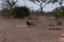 Báo con "đua" tốc độ với linh cẩu và cái kết đầy kịch tính