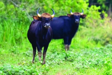 Nhân viên bảo vệ rừng bị bò tót húc tử vong